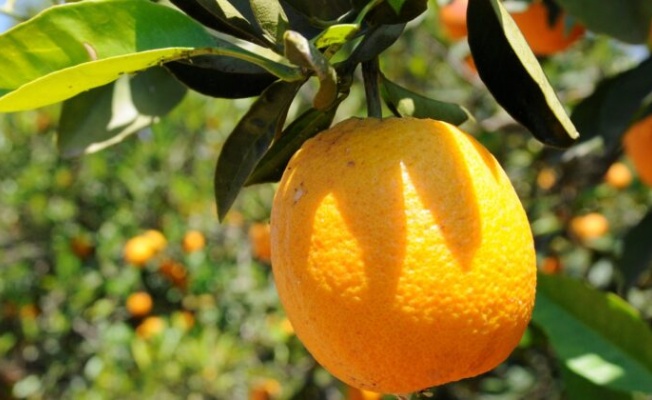 Standart Dışı Valensiya Portakala Meysan Sıkma Güvencesi