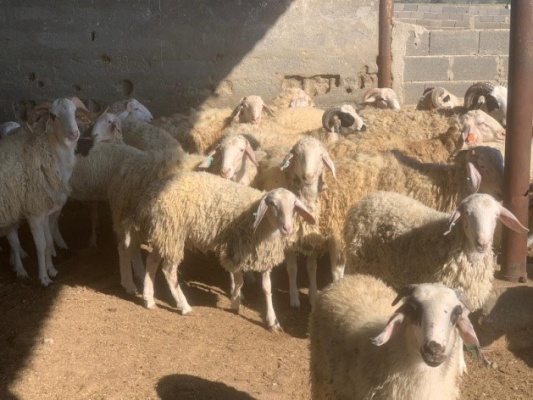 Devlet Üretme Çiftliği kasaplık hayvan satışı yapacak